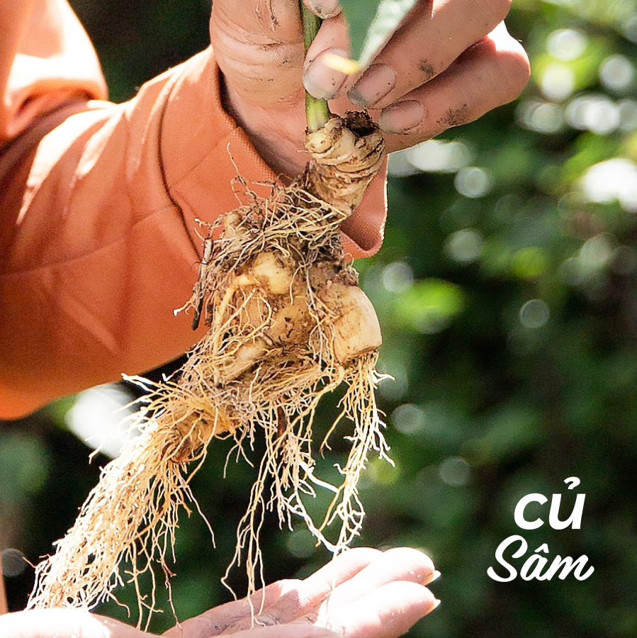 Một củ sâm Lai Châu đủ tiêu chuẩn thu hoạch và sử dụng trong mỹ phẩm của Cỏ Mềm