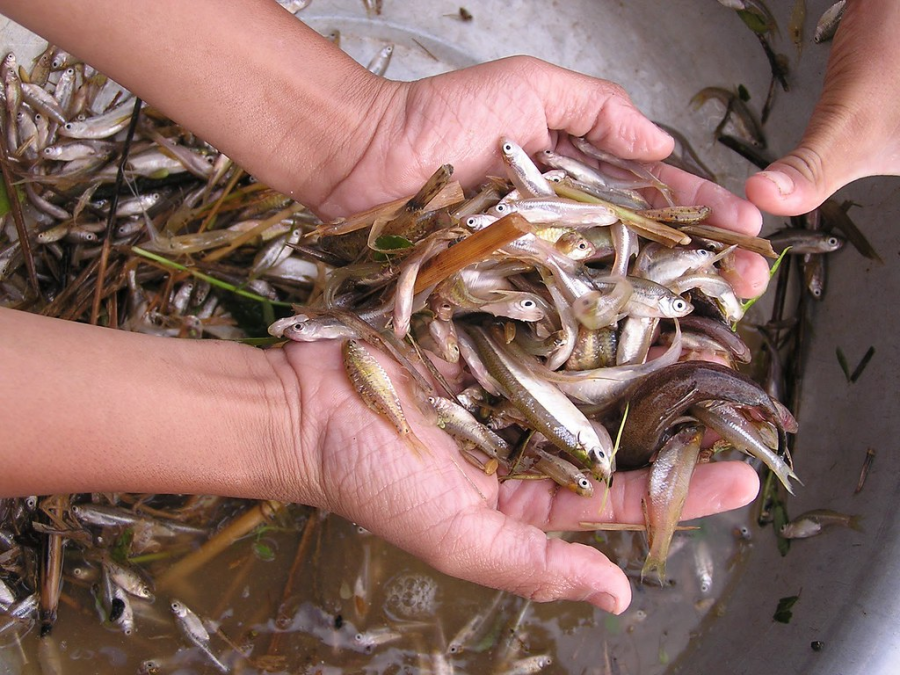 loai-ca-ngon-ma-bo