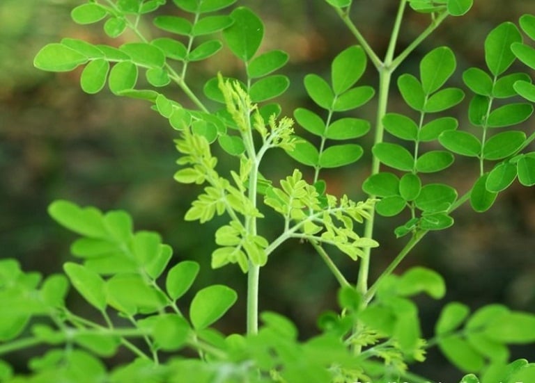 chum-ngay-01