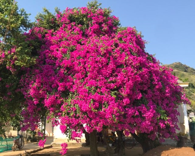 cay-hoa-giay-hop-nguoi-menh-nay-nhat-01