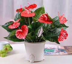 images (1)
