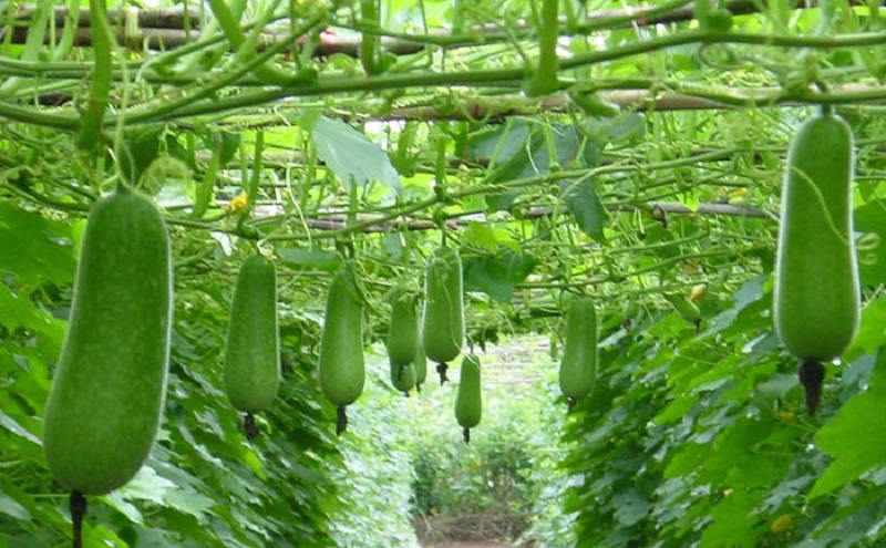 bau-oi-thuong-lay-bi-cung-tuy-rang-khac-giong-nhung-chung-mo_vAEVq_102811735