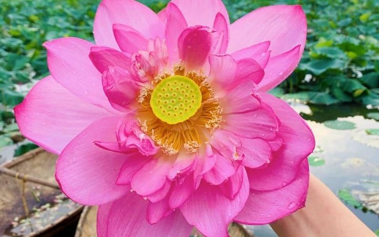 hoa-cung-ram-04