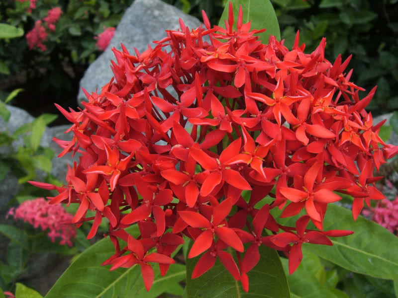 hoa-cung-ram-05