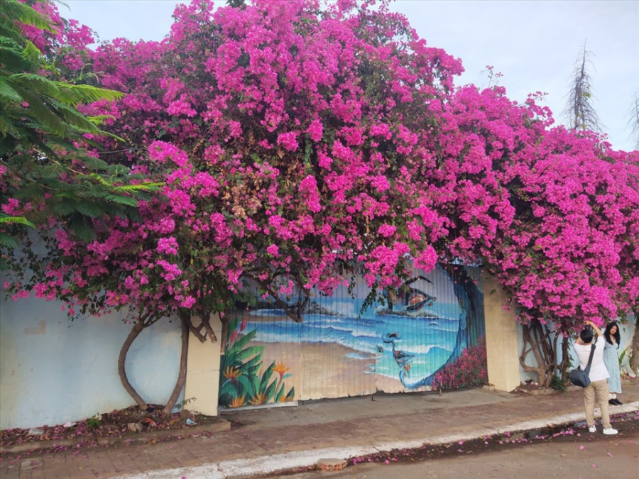 hoa giay 1