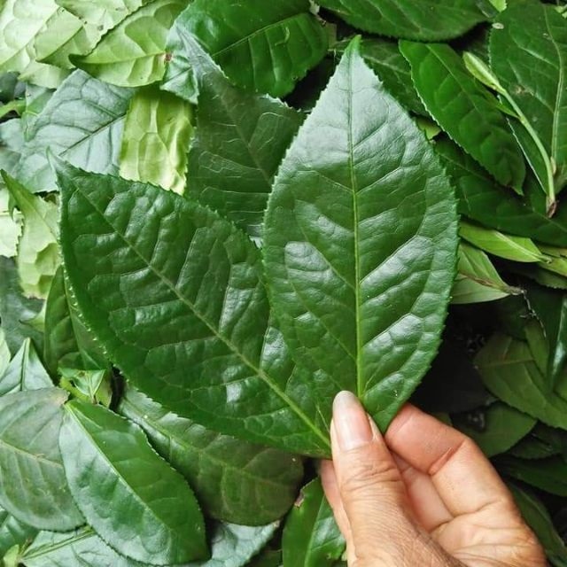 meo-kho-ca-05
