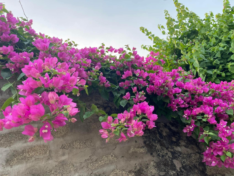 hoa-giay1
