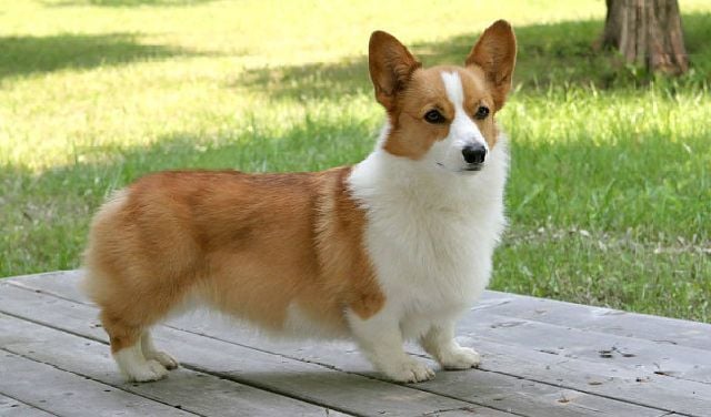 ban-cho-corgi-hcm