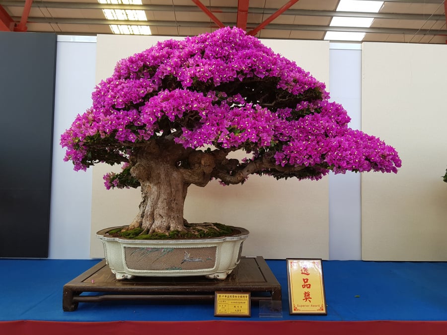 cay-hoa-giay-bonsai