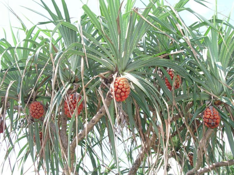 cay-dua-dai
