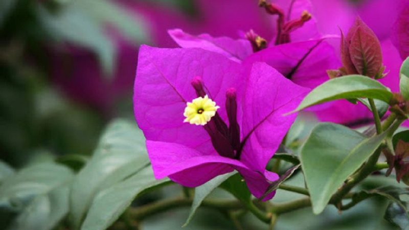 tuoi-hoa-giay1