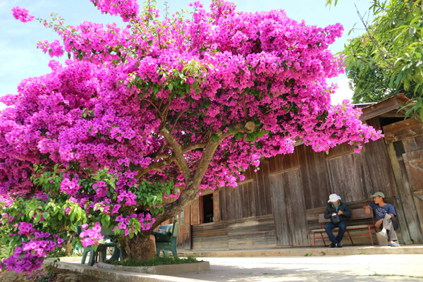cay-hoa-giay-4