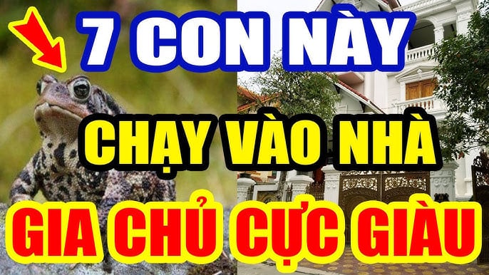 con vat vao nah may man