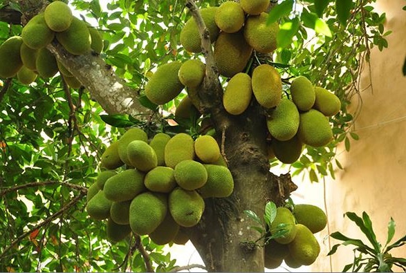 4-cay-khong-trong-truoc-cua-04