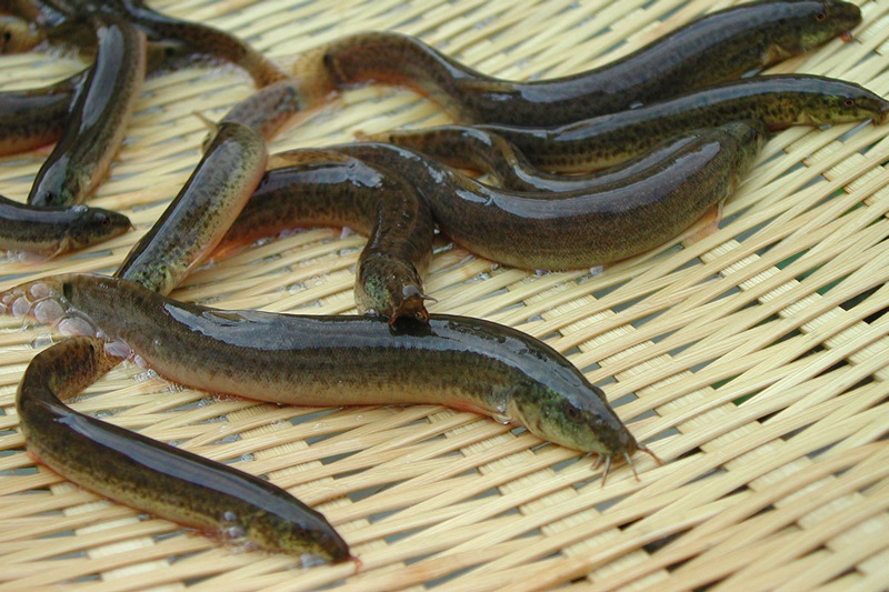 loai-ca-giau-dinh-duong-01