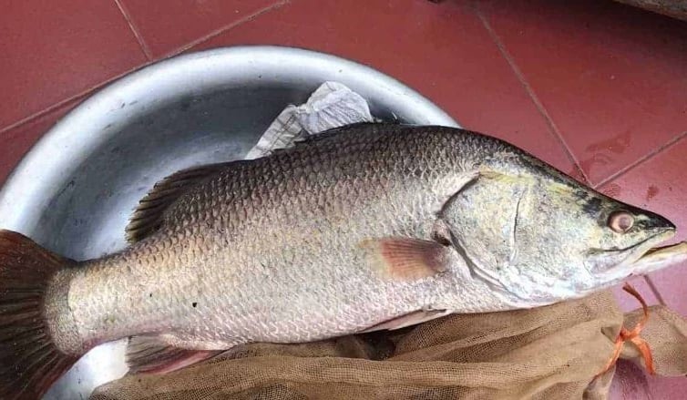 loai-ca-giau-dinh-duong-02