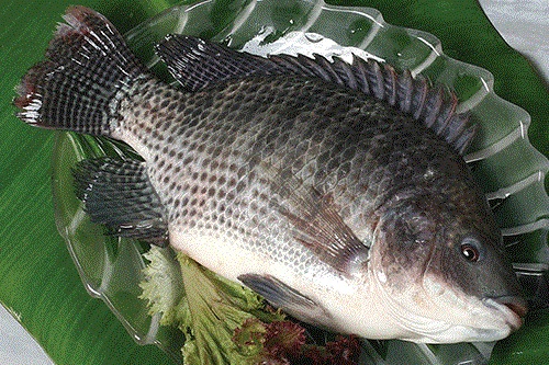 loai-ca-giau-dinh-duong-05