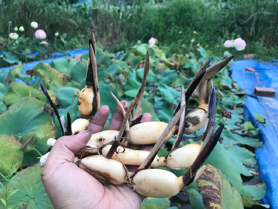 cu-sen-ngon