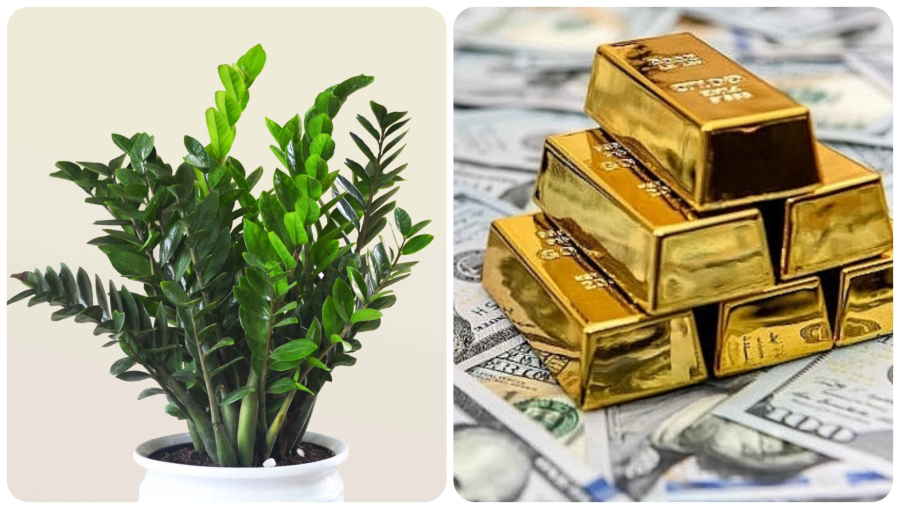 Người không hợp cây kim tiền