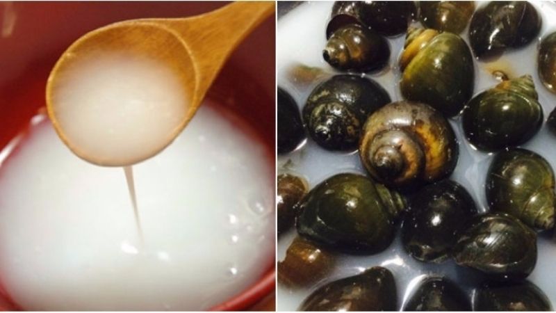 ngam oc bang nuoc vo gao