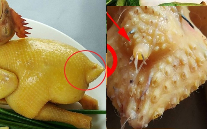 phao-cau-ga