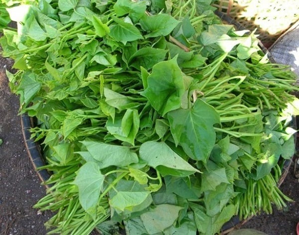 rau khoai