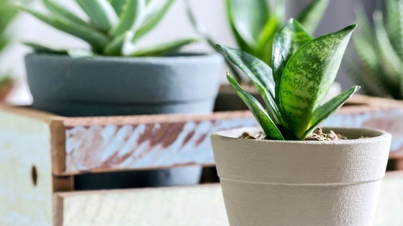 Trồng cây lưỡi hổ