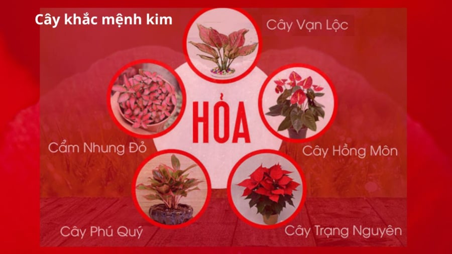 cay khac menh kim