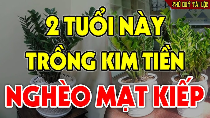 tuoi trong kim tien ngheo mat kiep