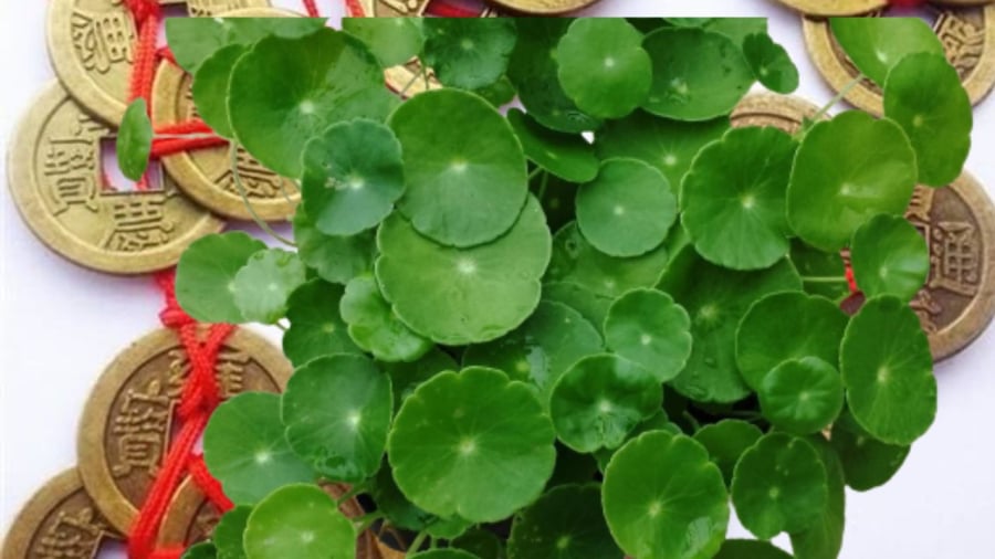 co dong tien phong thuy