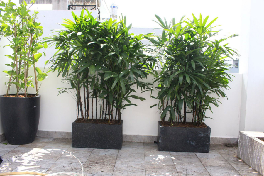 5-cay-canh-duong-nguoi-2