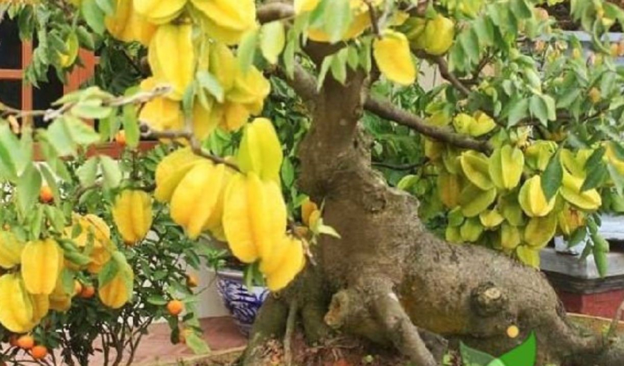 cay khe phong thuy