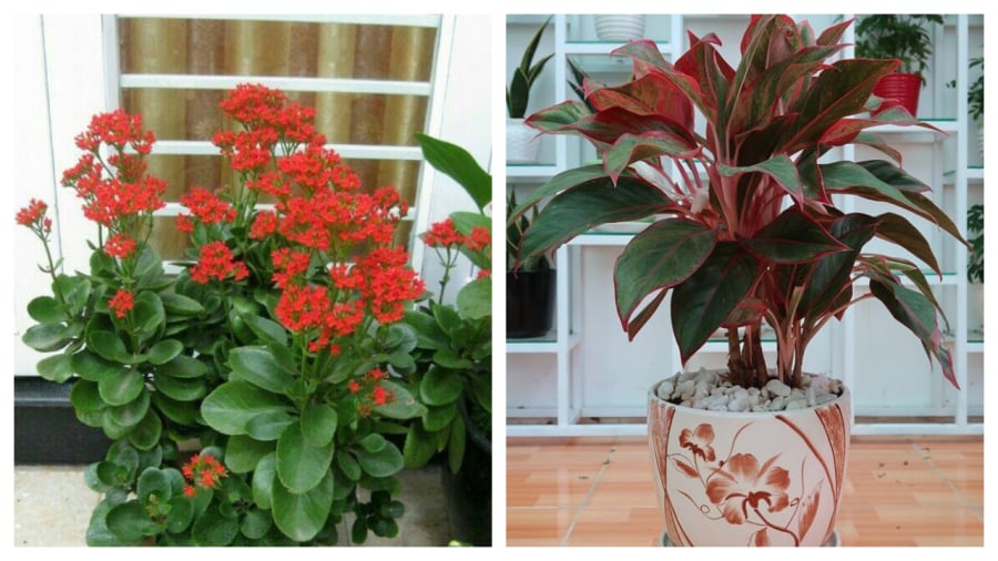 Cây trồng giàu ghê gớm
