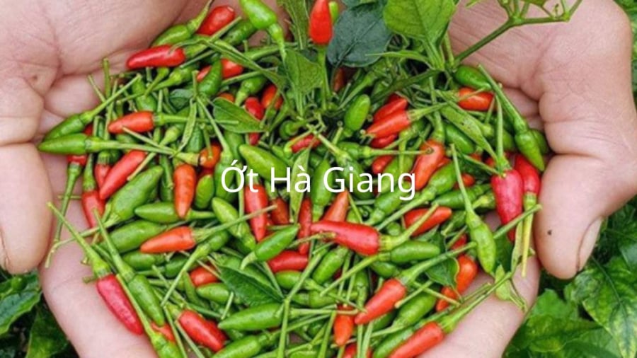 ot ha giang