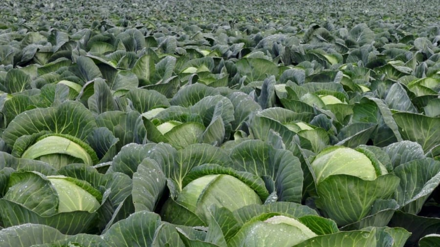 bap cai ruong vuon