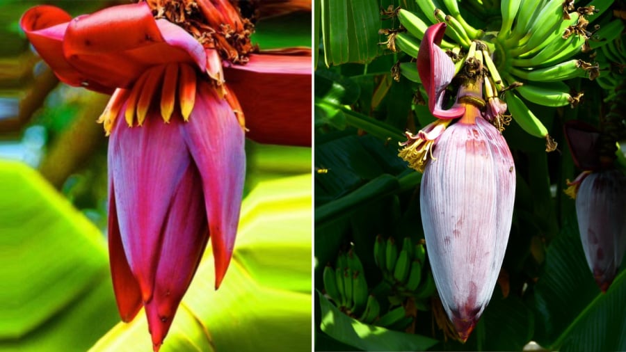 thai-hoa-chuoi-03