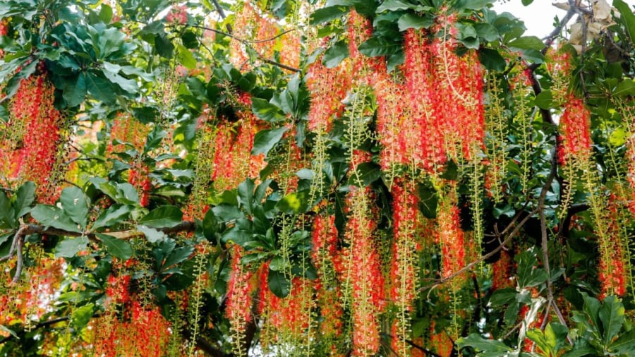 hoa loc vung