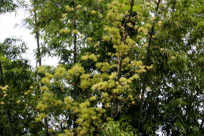 cay-canh-no-hoa-1