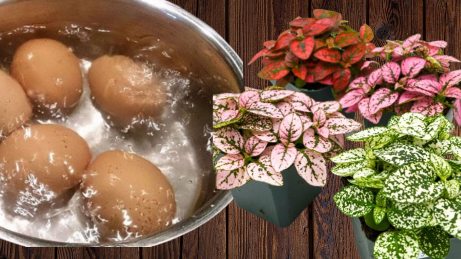 nuoc trugn tuoi