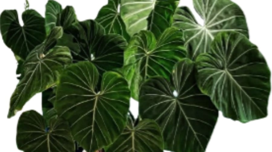 trau 2