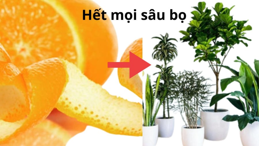 vo cam diet sau