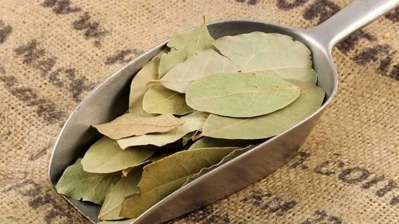 la-nguyet-que