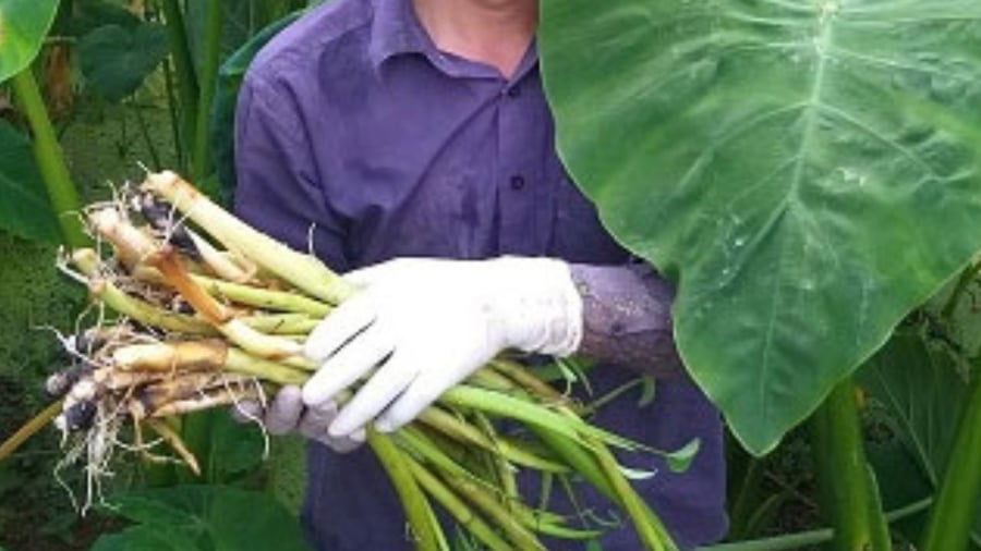 ngo khoai