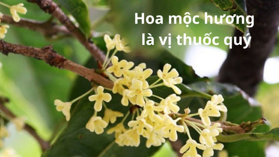hoa moc quy