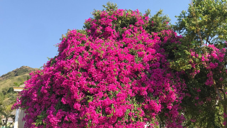 cay hoa giay