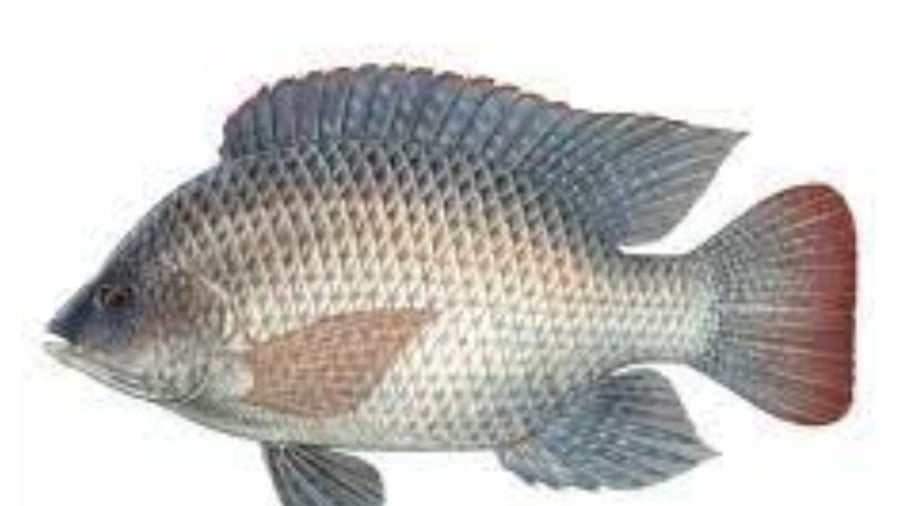 ca ro phi