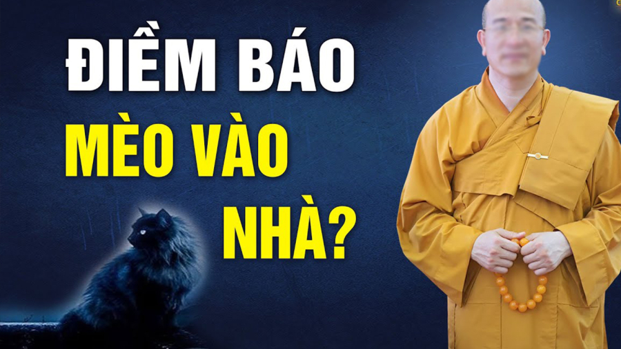 meo-vao-nha