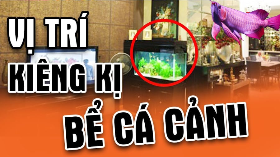 vi-tri-de-be-ca1