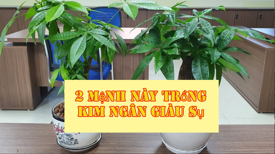 cay-kim-ngan2