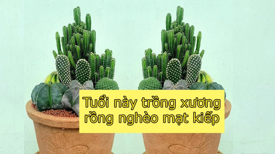 cay-xuong-rong2